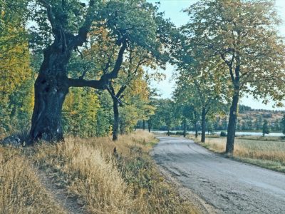 Eskils ek vid Grebovägen